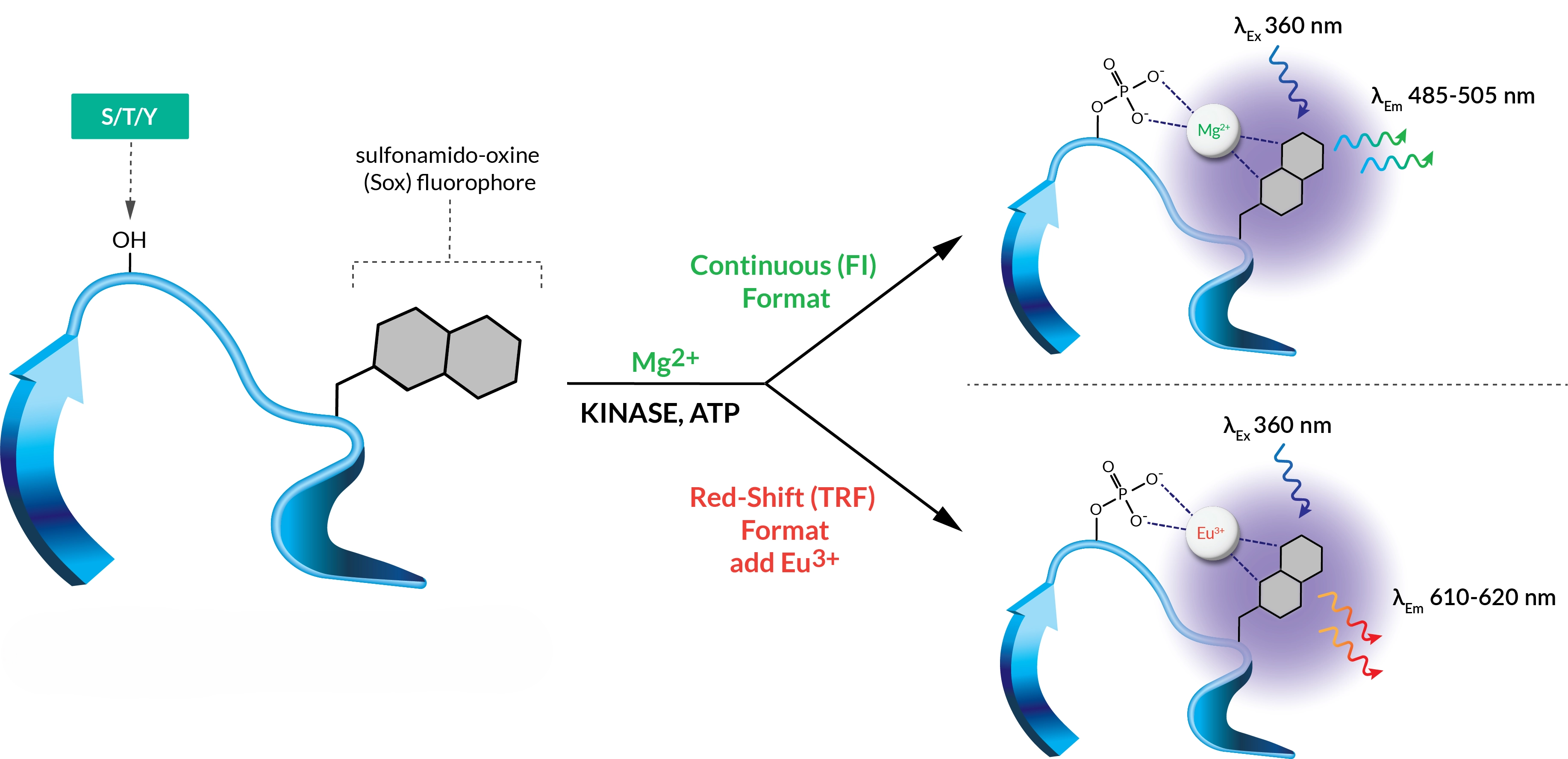PhosphoSens Workflow - Extended v4.2